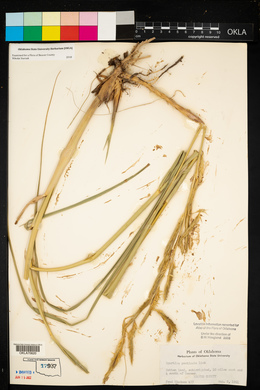 Spartina pectinata image