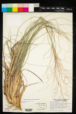 Sporobolus airoides image