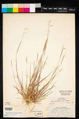 Triplasis purpurea image