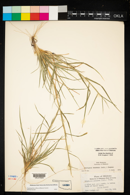 Triplasis purpurea image