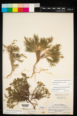 Giliastrum acerosum image