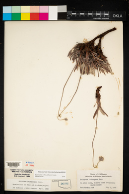 Eriogonum lachnogynum image