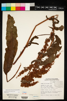 Rumex altissimus image
