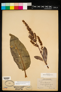 Rumex patientia image