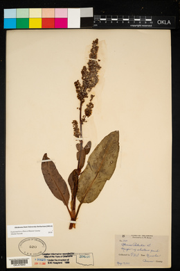 Rumex patientia image