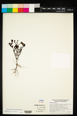 Portulaca oleracea image