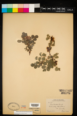 Rosa woodsii image