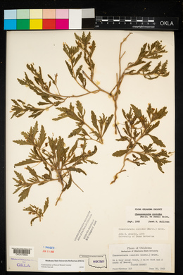 Chamaesaracha coniodes image