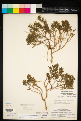 Chamaesaracha coniodes image