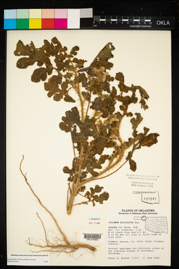 Solanum rostratum image