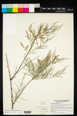 Tamarix chinensis image