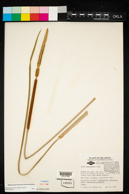 Typha domingensis image