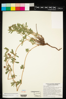 Phyla cuneifolia image