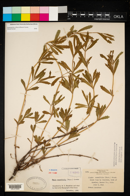 Phyla cuneifolia image