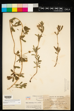 Phyla cuneifolia image