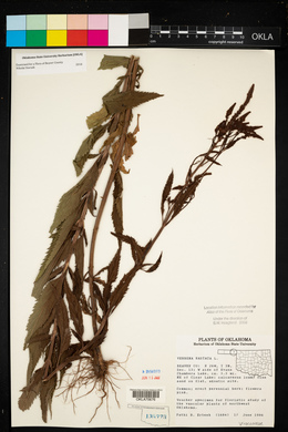 Verbena hastata image