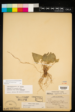 Viola sororia var. sororia image