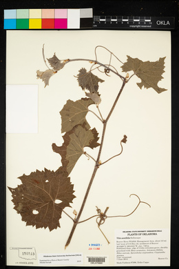 Vitis acerifolia image