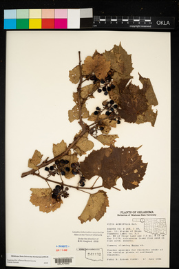 Vitis acerifolia image