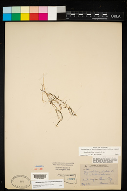 Zannichellia palustris image
