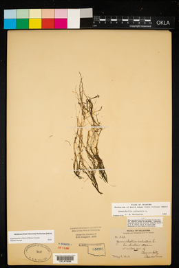 Zannichellia palustris image