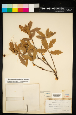 Quercus arizonica image