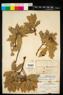 Quercus × pauciloba image