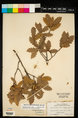 Quercus × pauciloba image