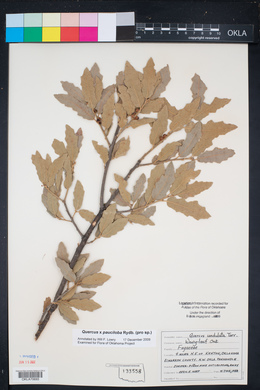 Quercus mohriana image