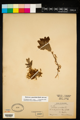 Quercus × pauciloba image