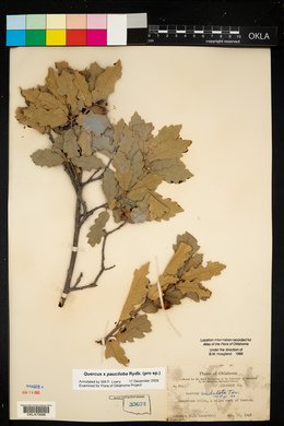 Quercus × pauciloba image