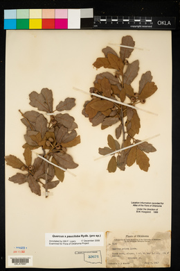 Quercus × pauciloba image