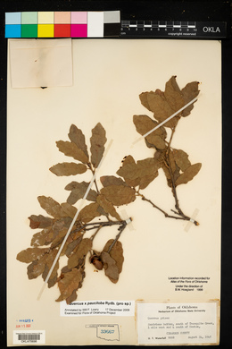 Quercus × pauciloba image