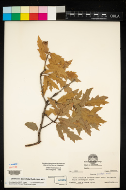 Quercus × pauciloba image