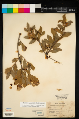 Quercus × pauciloba image