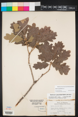 Quercus gambelii image