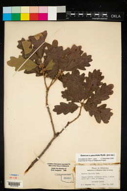 Quercus gambelii image