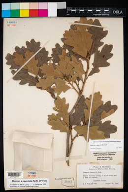 Quercus × pauciloba image