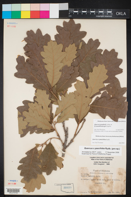 Quercus × pauciloba image