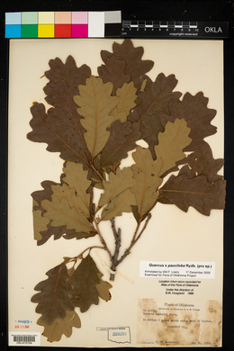 Quercus × pauciloba image