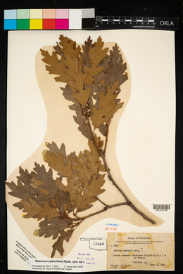 Quercus × pauciloba image