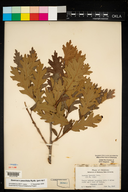 Quercus × pauciloba image