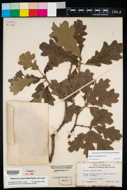 Quercus gambelii image