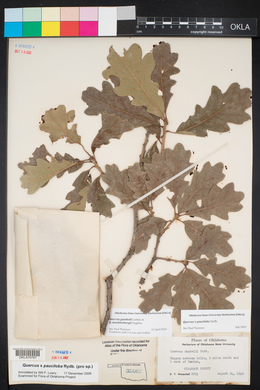 Quercus gambelii image