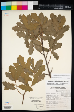 Quercus × pauciloba image