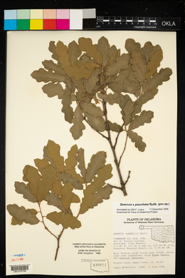 Quercus × pauciloba image