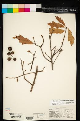 Quercus × pauciloba image