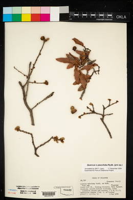 Quercus × pauciloba image