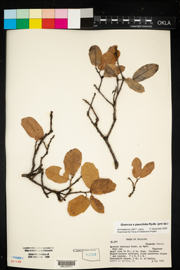 Quercus × pauciloba image
