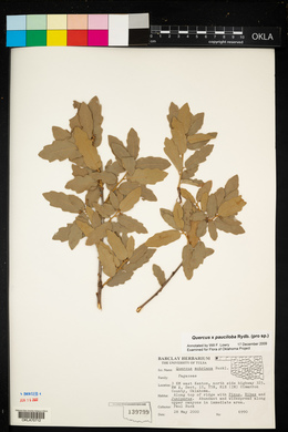 Quercus × pauciloba image